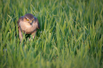 Obraz premium Sparrowhawk, UK wild not captive, hunting