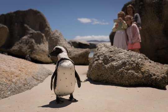 Siblings taking picture of penguin at beach