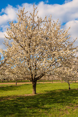 Naklejka premium Junger Kirschbaum in voller Blüte