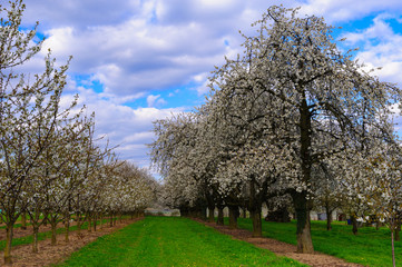 Wolkiger Himmel über blühenden Kirschbäumen
