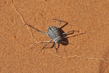 Onymacris rugatipennis