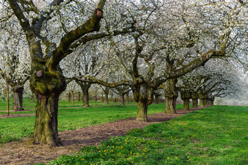 Alte blühende Kirschbäume