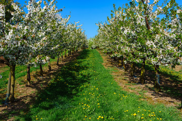 Kirschb&auml;ume in voller Bl&uuml;te