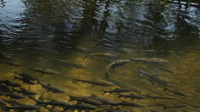 Soro Brook Carp Fishs in Thailand and Southeast Asia.