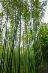 Fototapeta na wymiar Arashiyama bamboo forest, Kyoto, Japan