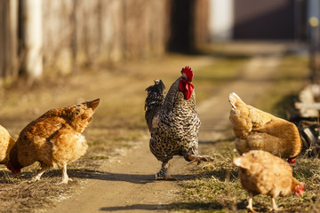 rooster and chicken at a farm in the country