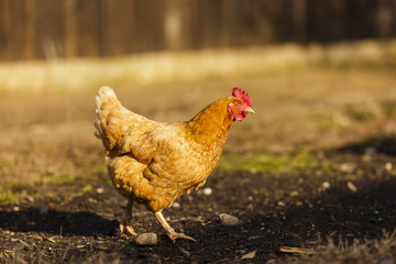 rooster and chicken at a farm in the country