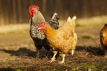 rooster and chicken at a farm in the country
