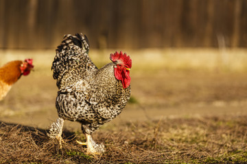 rooster and chicken at a farm in the country