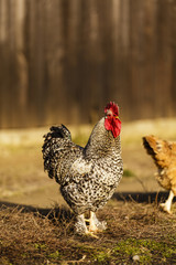 rooster and chicken at a farm in the country