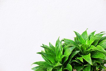 Dracaena fragrans with water droplets that leave the walls white background.