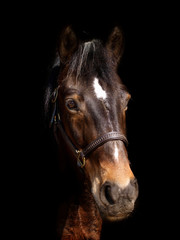 Skewbald Horse Head Shot