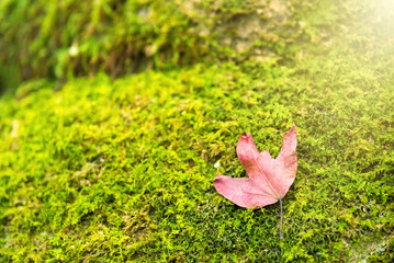 A red maple leaf on a mossy rock in a rainforest.Thailand.Copy space background, Use for website banner background, backdrop, montage menu.