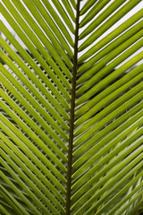 Palm tree leaf
