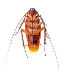 cockroach on white background