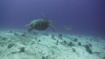 Sea turtle between corals underwater. Wonderful and beautiful underwater world. Diving and snorkeling in the tropical sea. Philippines.