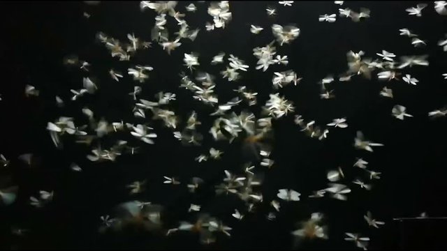 Footage Mayfly playing light in black background.
