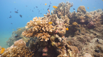 Fototapeta na wymiar Fish and coral reef. Tropical fish on a coral reef. Wonderful and beautiful underwater world with corals and tropical fish. Hard and soft corals. Diving and snorkeling in the tropical sea. Travel