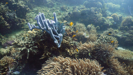 Fish and coral reef. Tropical fish on a coral reef. Wonderful and beautiful underwater world with corals and tropical fish. Hard and soft corals. Diving and snorkeling in the tropical sea. Travel