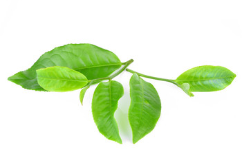 green tea leaf isolated on white background