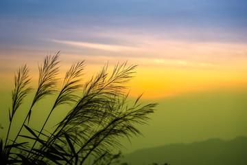 Silhouette of grass on sky in the Background.The rising sun with a grass.Thailand.