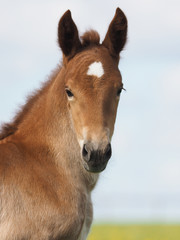 Fototapeta premium Chestnut Foal in a paddock