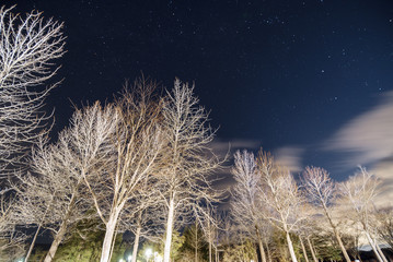みちのく公園 ポプラ Michinoku Park-poplar