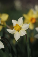 White and yellow daffodils close up. With blurred natural green background and copy space.