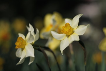 White and yellow daffodils close up. With blurred natural green background and copy space.