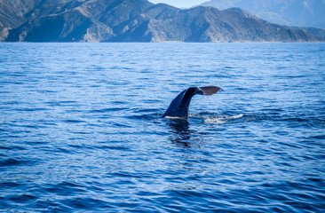 Fototapeta premium Whale in Kaikoura bay, New Zealand