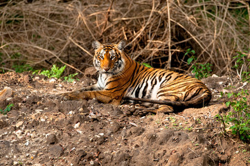 tiger sitting in indian forest