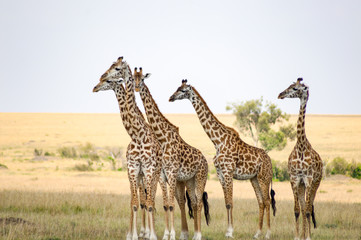 Naklejka na ściany i meble Flock of giraffes right facing a group of lions in the savannah of Maasai Mara Park in northwestern Kenya