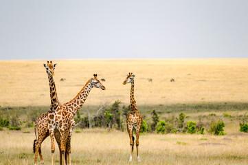 Several Giraffes near Acacias in Masai Mara Park Kenya