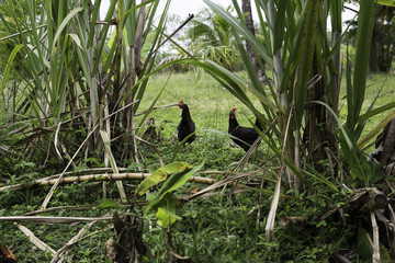 Chickens near sugar canes