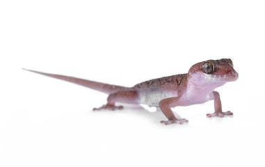 Lizard isolated on white background
