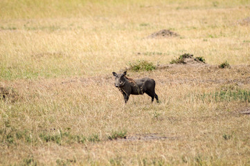 Warthogs motionless in the savannah of Maasai Mara Park in northwestern Kenya