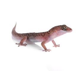 Lizard isolated on white background