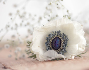 Anemone