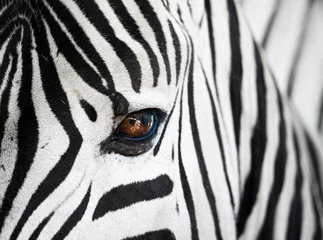 Gordijnen Close-up van het gezicht van een zebra © Nicole