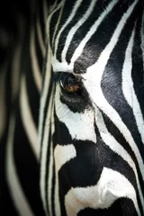 Fotobehang Frontaal gedeeltelijk portret van een zebra © Nicole