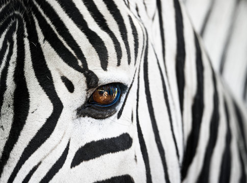 Nahaufnahme des Gesichts eines Zebras