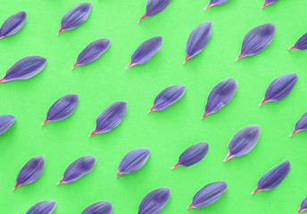Violet flower petals on green background
