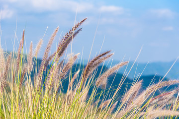 Fototapeta premium The grass on the mountain flutter with the wind on the beautiful sky.Thailand.