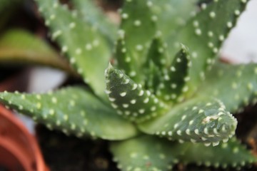 Beautiful and Colorful Haworthia pots