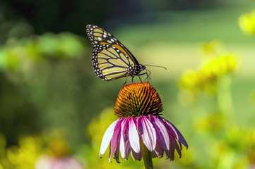  monarch butterfly Danaus plexippus