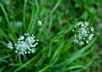 Chinese Chive
