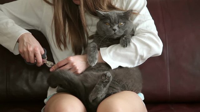 Cat With Big Orange Eyes. Girl Cuts Cat's Claws. British Cat Looking Funny.