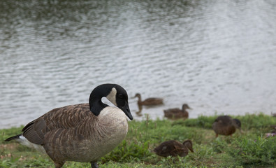 Canadian Goose walking along side the pond