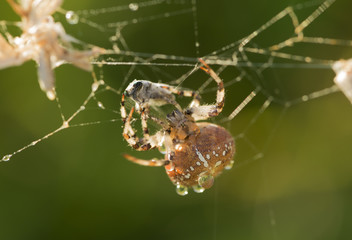 A european garden spider (Araneus diadematus) is attacked his victim - gadfly. A eight-legged predator is tangling his spiderweb the winged insect. Activity of spider is creating a blurred effect.