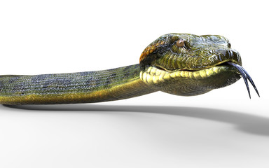 3d Illustration Anaconda, Boa Constrictor The World's Biggest Venomous Snake Isolated on White Background, 3d Rendering